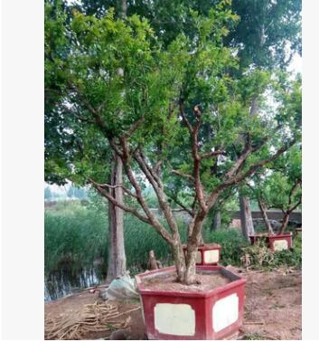 石榴树出售10-30公分庭院大树果树批发当年结果树桩工程园林绿化图2