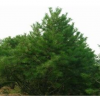 韩城益亿苗木供应苗木健壮挺拔 大量供应白皮松
