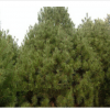 供应白皮松、林果专业合作社基地、松柏类苗木