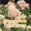 长期供应 木绣球 八仙花 木本绣球 园林绿化植物 大花水桠木 价格