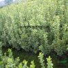 金边黄杨 基地直销优质 金边黄杨 金边黄杨球 等绿化工程批发配送
