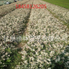 花叶络石 基地直销优质 花叶络石 六月雪 金焰绣线菊等绿化工程