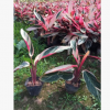 园林绿化植物七彩竹芋 红背卧龙竹芋供应