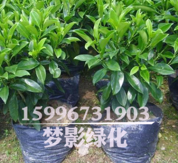 批发室内桌面盆栽植物 茉莉花盆栽 非洲茉莉花 观赏植物净化空气图2