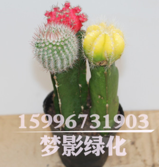 批发仙人球多肉植物组合盆栽 彩色仙人球三组合 室内装饰盆栽花卉图2
