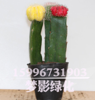 批发仙人球多肉植物组合盆栽 彩色仙人球三组合 室内装饰盆栽花卉图3