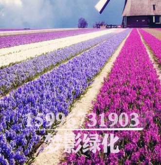 基地直销 优质薰衣草 品种齐全 观花植物 薰衣草苗 量大优惠图3