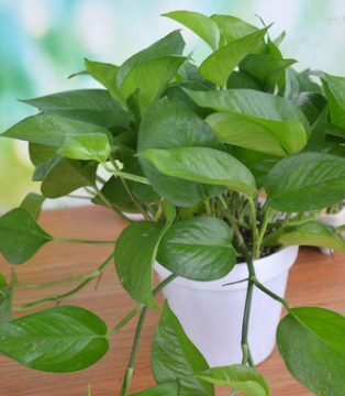 绿萝盆栽 室内桌面绿植花卉 净化空气 绿萝水培观叶绿植绿萝批发图2