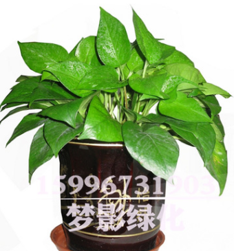 绿萝盆栽 室内桌面绿植花卉 净化空气 绿萝水培观叶绿植绿萝批发图3