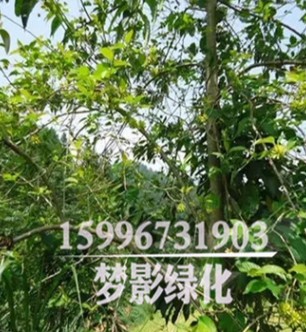 常年出售绿化苗木 喜树 树形优美 货源足 规格齐全 现货图2