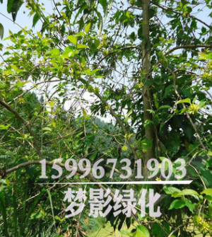 常年出售绿化苗木 喜树 树形优美 货源足 规格齐全 现货图3