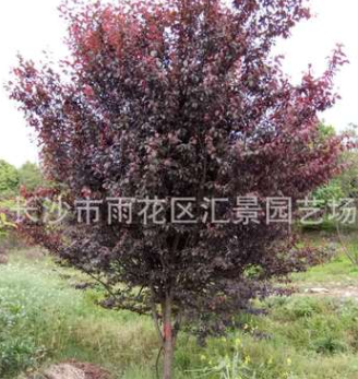 红叶李紫叶李高杆红叶李丛生红叶李3至15公分基地批发优质树苗木