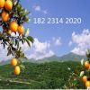 基地直销 苗 脐橙果苗 嫁接纽荷尔脐橙果苗 新品种南方种植果树苗