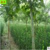 大量供应北海道黄杨 观赏绿化工程首选 黄杨绿篱 1.5米北海道黄杨