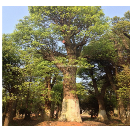 供应香樟 大规格香樟 樟树