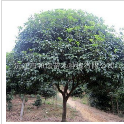 湖南供应 15公分桂花树 优质桂花树 全冠桂花树