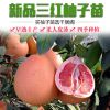 红心柚子树苗三红蜜柚果树苗四季水果苗南方北方阳台盆栽地栽种植