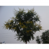 北栾树苗的种植优势及施肥过程