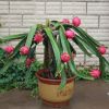 红肉火龙果苗南方北方四季庭院阳台种植盆栽地栽红心水果苗果树苗