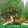 石榴树苗地栽庭院果树苗突尼斯软籽石榴苗南北方种植盆栽当年结果