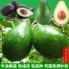 墨西哥牛油果树苗 南方北方种植嫁接鳄梨苗当年结果庭院盆栽地栽