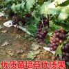 无籽葡萄苗红提子夏黑巨峰无核葡萄树苗葡萄带土带叶发货包邮