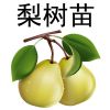 梨树苗嫁接砀山黄金梨苗盆栽地栽南方北方种植抗寒当年结果新品种