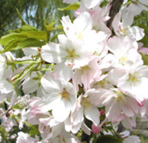 大量供应嫁接樱花苗 品种正宗樱花 当年可开花樱花树