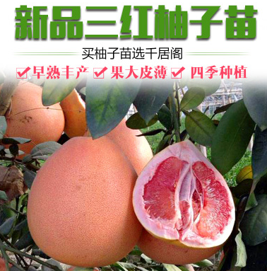 红心柚子树苗三红蜜柚果树苗四季水果苗南方北方阳台盆栽地栽种植