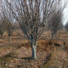 供应八棱海棠 4公分-16公分规格 分枝多 园林植物造景树种