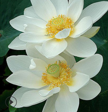 苗圃供应精品荷花 湖南源头货源多色荷花苗批发图2