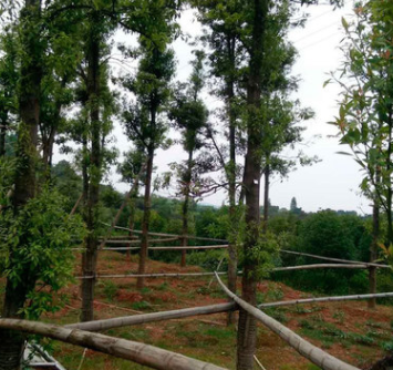 精品金丝楠木树 湖南苗木基地直供 价格实惠 庭院绿化树 货源充足图2