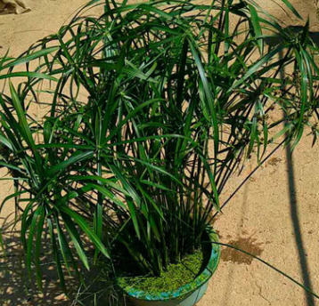 湿地绿化基地直供优质旱伞草 精品旱伞草盆苗批发 净化水质图2