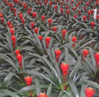 长期供应鸿运当头盆栽 湖南鸿运当头基地 高档室内盆栽绿植花卉图2