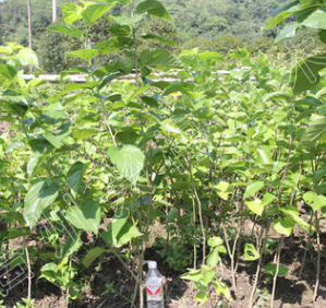 【兴梅】2年生嫁接桑葚果树苗当年结果庭院植物常绿盆栽盆景蚕叶