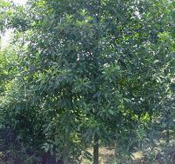 湖南苗圃直供优质杜英苗木 行道绿化杜英苗木 现货供应 货源充足图2