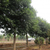 常绿绿化乔木杜英 基地自产自销 园林绿化苗木杜英 货源充足