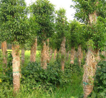 常绿绿化乔木杜英 基地自产自销 园林绿化苗木杜英 货源充足图2