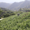 2年嫁接荸荠黑炭杨梅果树苗木山地栽培庭院绿化苗木植物南方种植