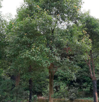 行道景观绿化树香樟 1-6年树龄 冠幅饱满 树形优美 基地直供图2