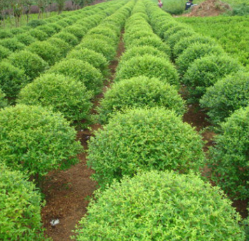 优质小叶女贞球批发 园林绿化灌木苗木 规格齐全 基地直供图2