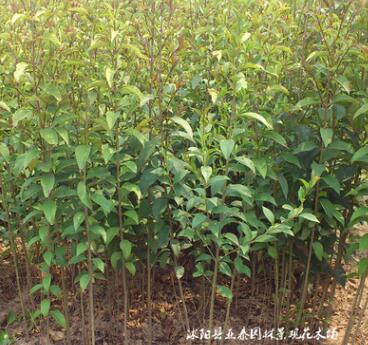 厂家批发各种工程苗木 基地供应 优质精选大叶女贞 各种规格齐全