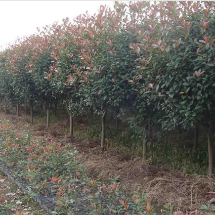 大量供应各种苗木 种苗 种子 基地直销 优质 红叶石楠苗 石楠球