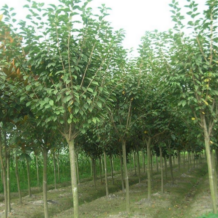 直销高杆贞苗 大叶女贞小苗 四季常绿行道树 绿化苗木 规格齐全