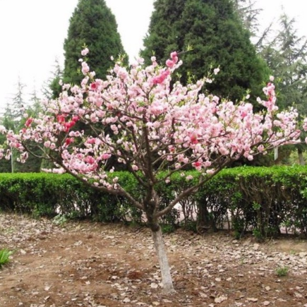 批发碧桃苗 基地直销 红叶碧桃苗 彩色风景树 红叶桃 紫叶桃