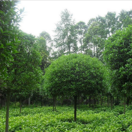 桂花树 绿化苗木桂花树直销 冠幅宝满.八月桂花花期长香扑鼻