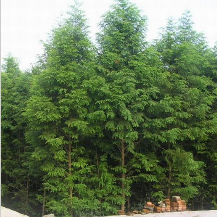 基地直销水杉行道树 水杉树风景树庭荫树防护树