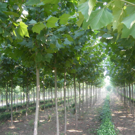 直销法桐树苗 净化空气 全冠法桐 绿化苗木 量大优惠 规格齐全