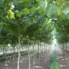 直销法桐树苗 净化空气 全冠法桐 绿化苗木 量大优惠 规格齐全