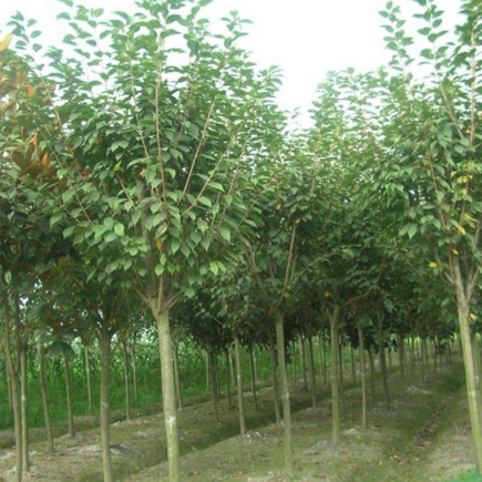 直销高杆贞苗 大叶女贞小苗 四季常绿行道树 绿化苗木 规格齐全